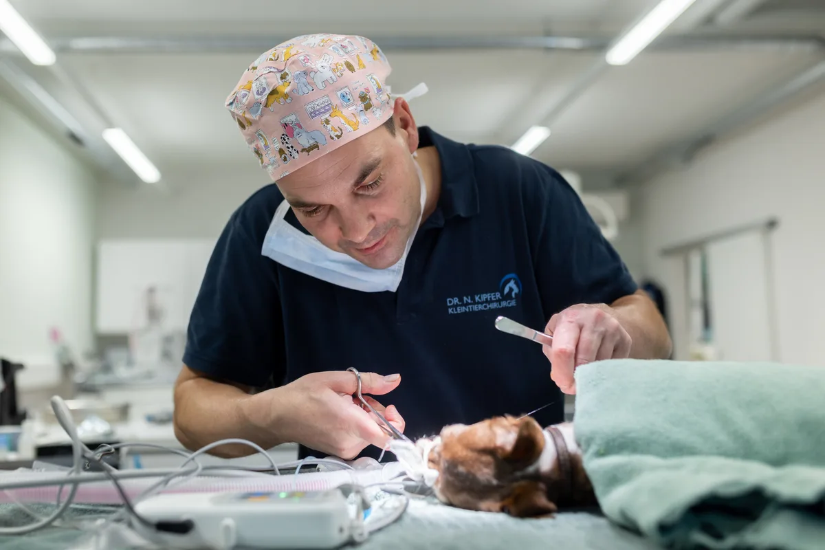 Repo aus der Kleintierpraxis von Nico Kipfer der mehrere Kleintiere operiert. Repo aus der Kleintierpraxis von Nico Kipfer der mehrere Kleintiere operiert.
