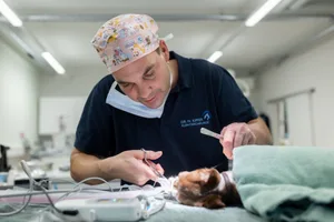 Repo aus der Kleintierpraxis von Nico Kipfer der mehrere Kleintiere operiert. Repo aus der Kleintierpraxis von Nico Kipfer der mehrere Kleintiere operiert.