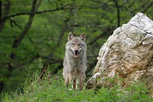 Das ist ein Symbolbild für einen Wolf. Das ist ein Symbolbild für einen Wolf.