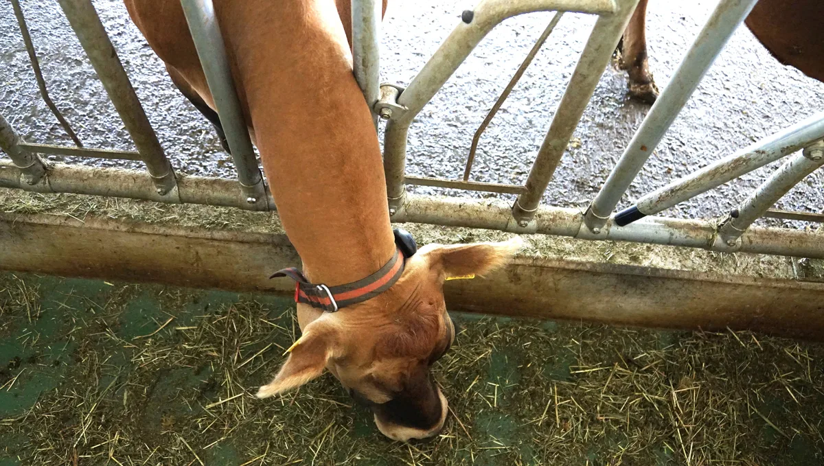 Automatisierung auf Bauernhöfen