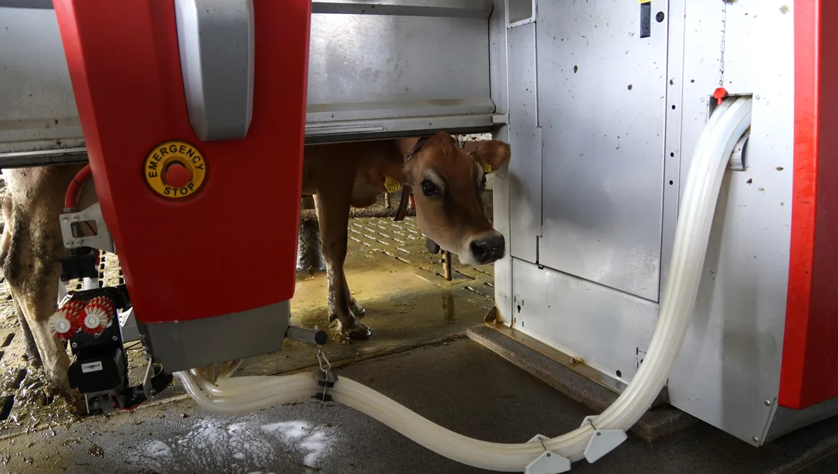 Automatisierung auf Bauernhöfen