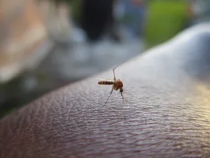 Mit dem passenden Insektenschutz bleiben die fiesen Blutsauger draussen. Mit dem passenden Insektenschutz bleiben die fiesen Blutsauger draussen.