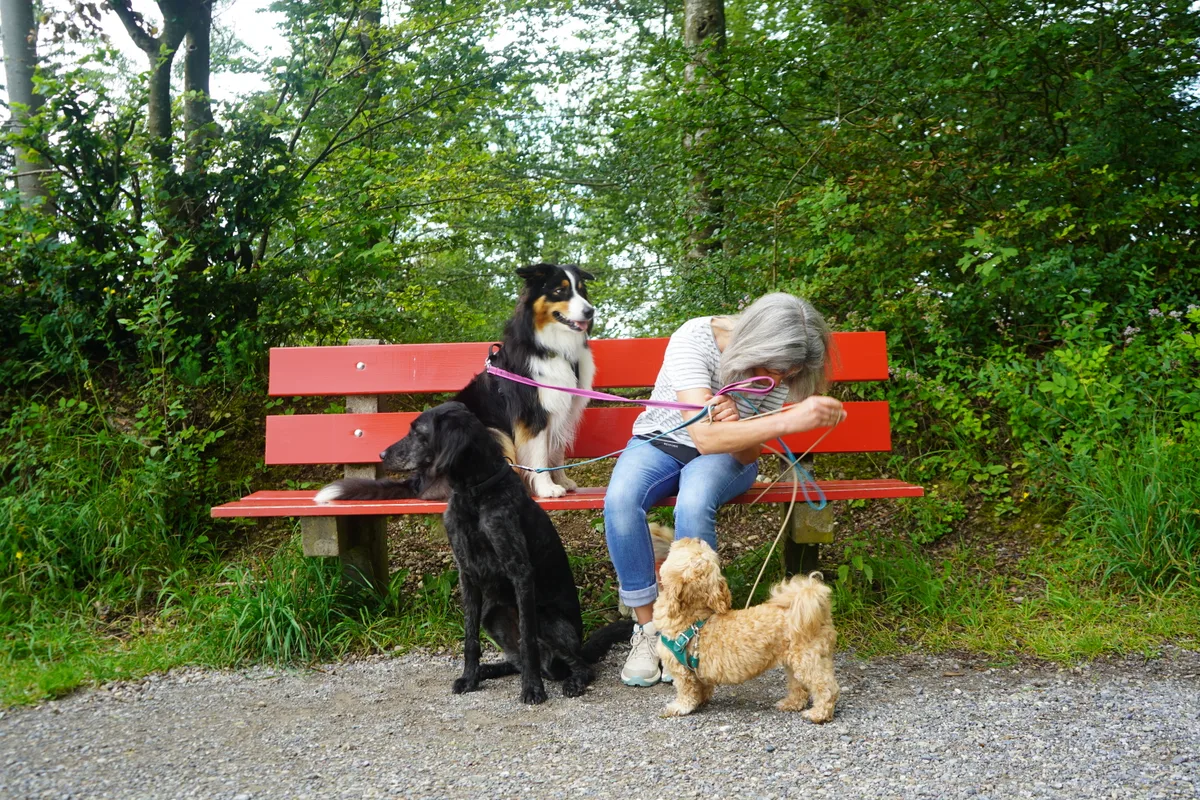 Katharina Kaktys-Ramseyer mit ihrem Hund Akira und den Hunden, die sie hütet, beim Spaziergang.
