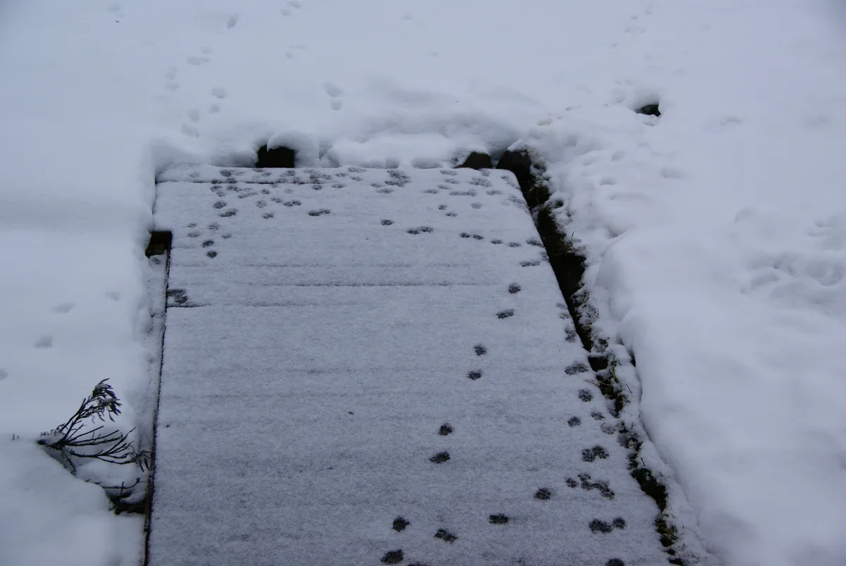 Man sieht Fussabdrücke auf Schnee.