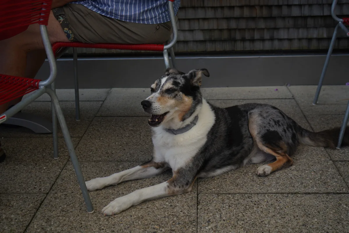 Hund Jimmy auf der Terrasse der «Sennhütte».