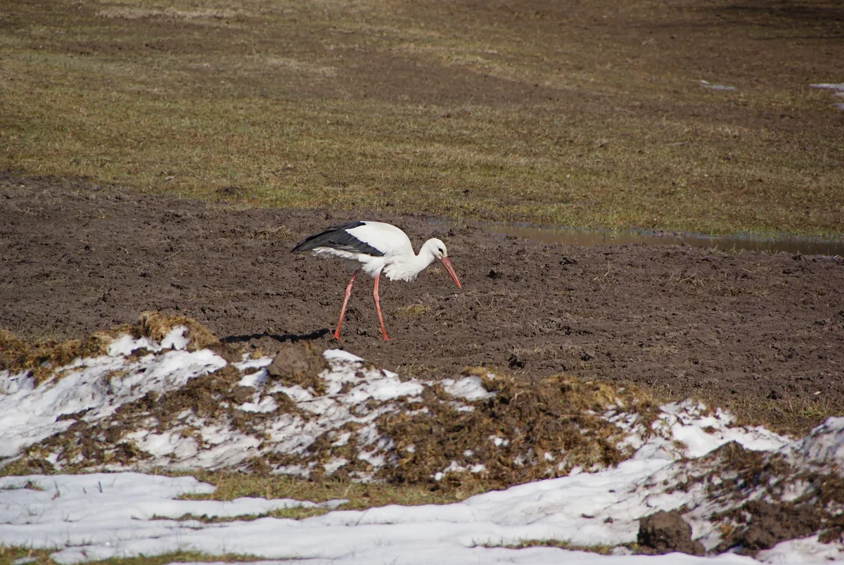 Nicht zufällig sucht der Storch auf dem offenen Boden nach Beutetieren – unter dem Schnee kann er sie nicht sehen …