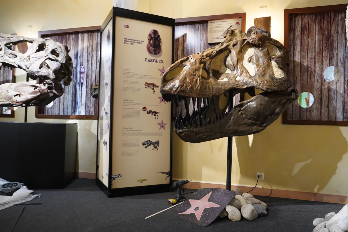 Ein Schädel eines T-Rex.