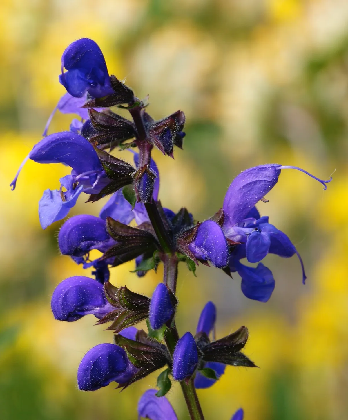Wiesensalbei.