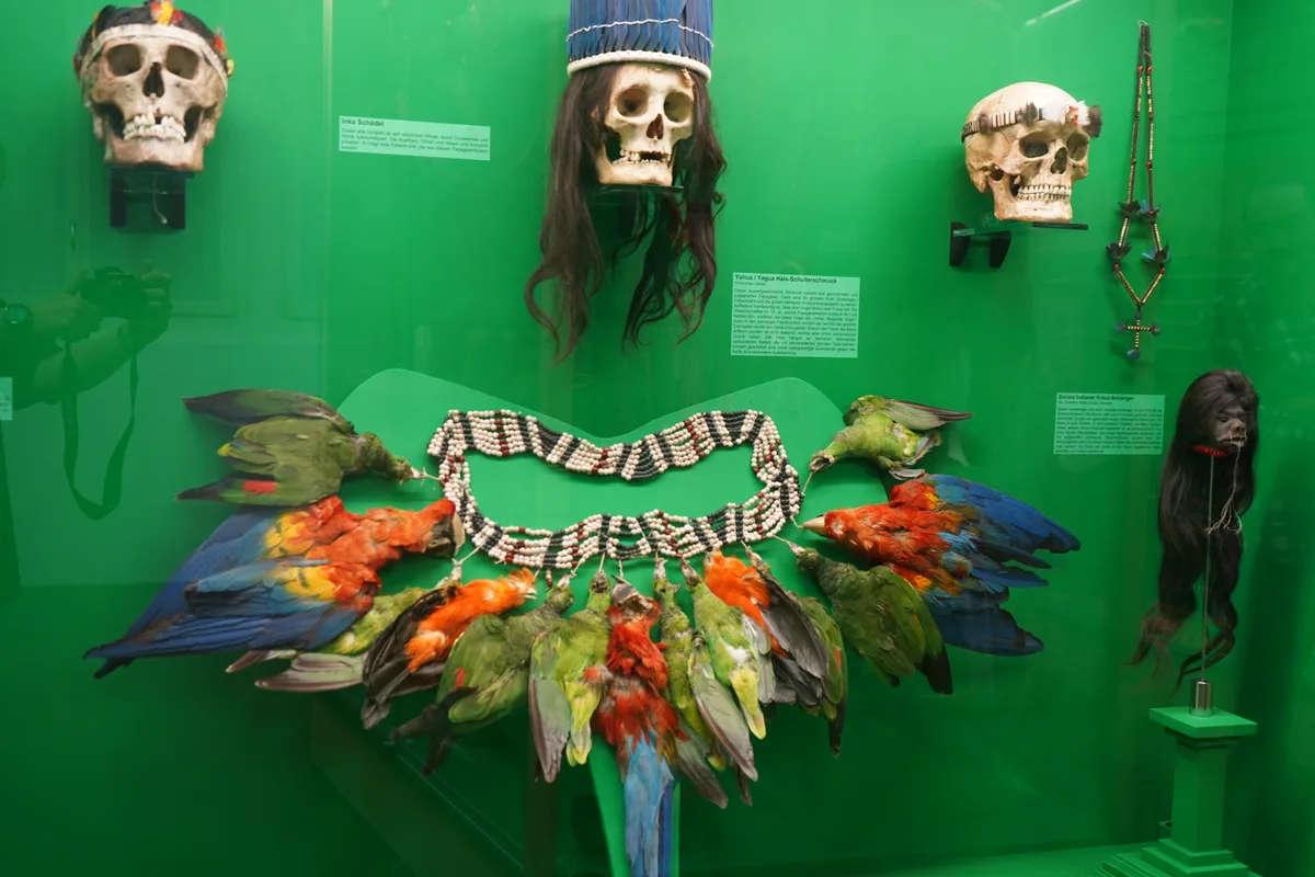 Spezieller Federschmuck in einer Vitrine.