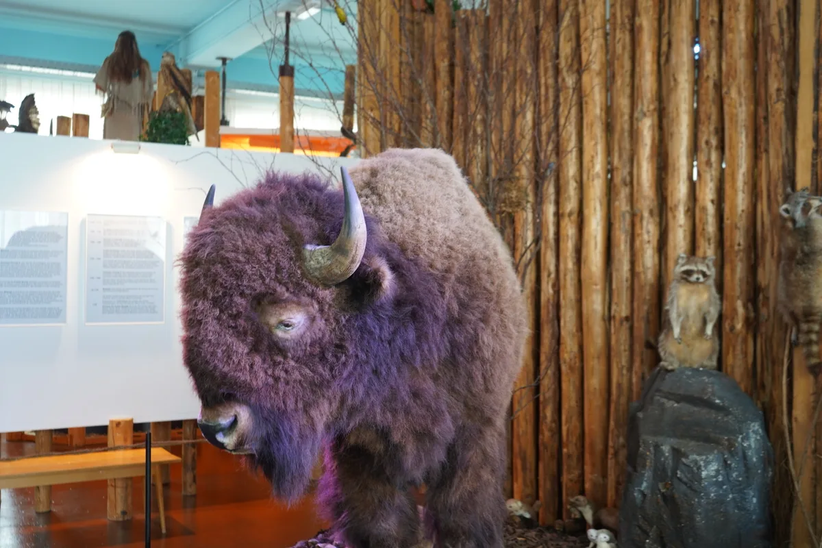 Ein ausgestopfter Bison.