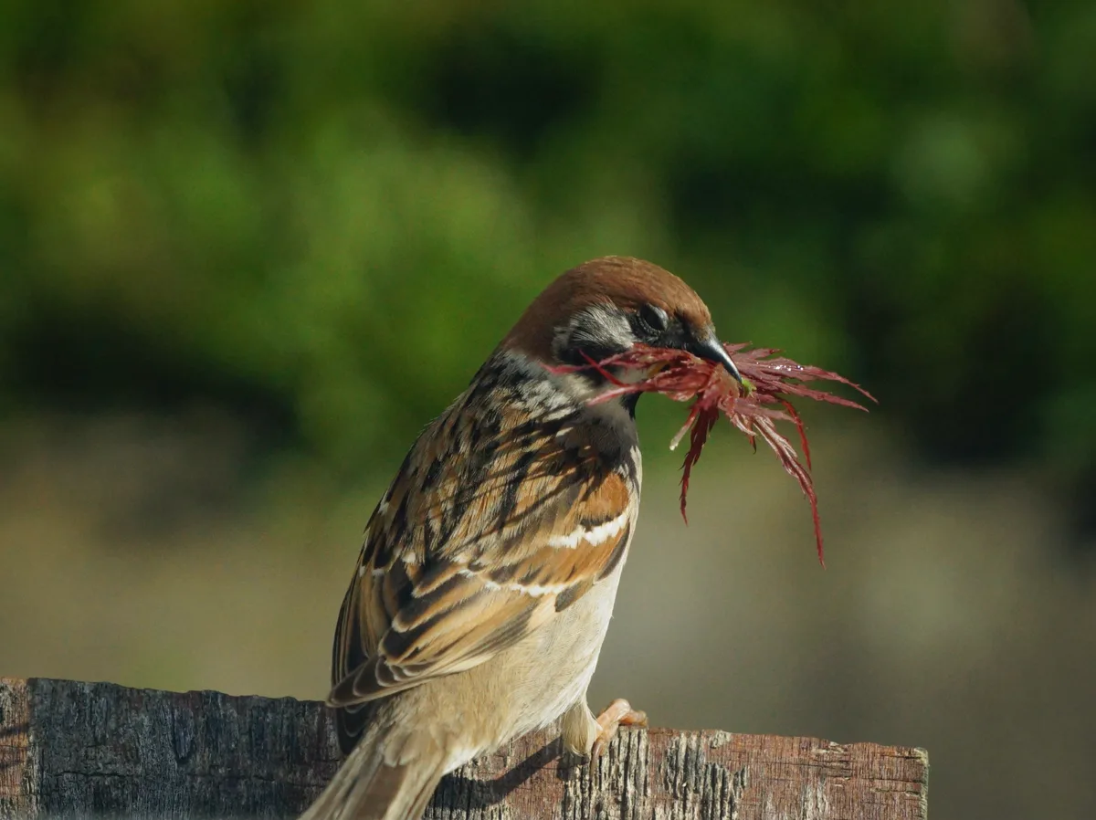 Man sieht einen Vogel mit Blätter im Mund.