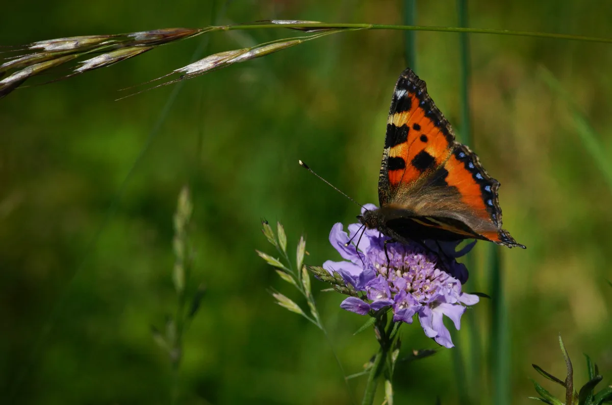 Der Schmetterling Kleine Fuchs.