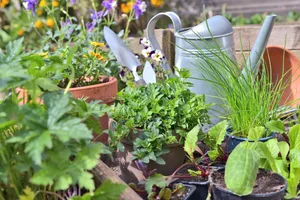 15355769-11 Blumen, Gewürze, Gemüse, Salat … Die Möglichkeiten sind fast grenzenlos.
