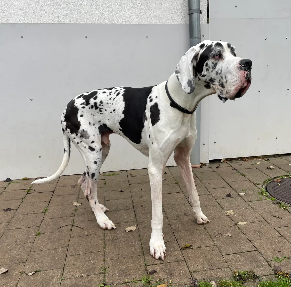 Gin wird am 31. Dezember vier Jahre alt. Der Rüde ist eine Deutsche Dogge, die als grösse Hunderasse der Welt gilt.