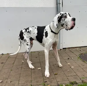 Gin wird am 31. Dezember vier Jahre alt. Der Rüde ist eine Deutsche Dogge, die als grösse Hunderasse der Welt gilt. Gin wird am 31. Dezember vier Jahre alt. Der Rüde ist eine Deutsche Dogge, die als grösse Hunderasse der Welt gilt.