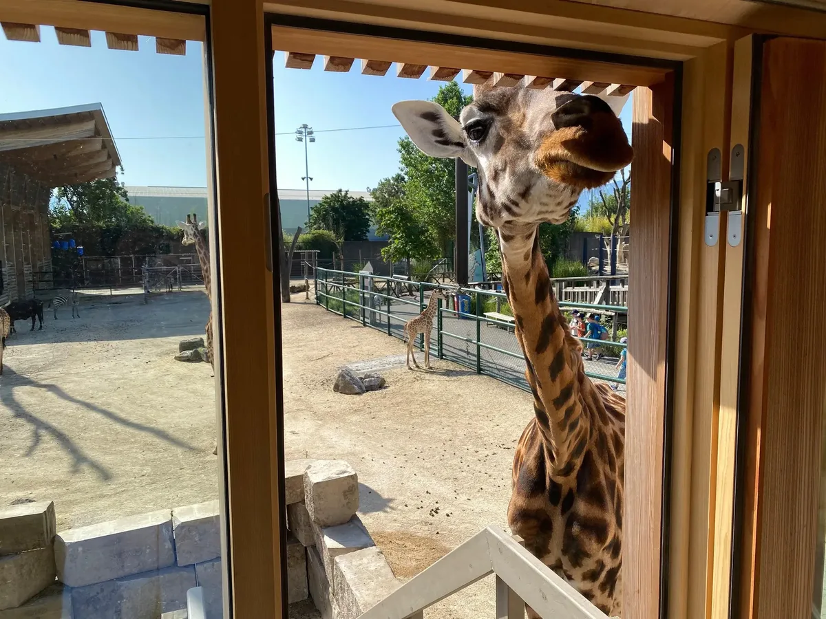 Luana war eine sehr neugierige Giraffe, die gerne auch mal die Gäste in der Giraffen-Lodge grüsste. Luana war eine sehr neugierige Giraffe, die gerne auch mal die Gäste in der Giraffen-Lodge grüsste.