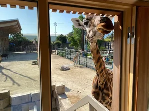 Luana war eine sehr neugierige Giraffe, die gerne auch mal die Gäste in der Giraffen-Lodge grüsste. Luana war eine sehr neugierige Giraffe, die gerne auch mal die Gäste in der Giraffen-Lodge grüsste.