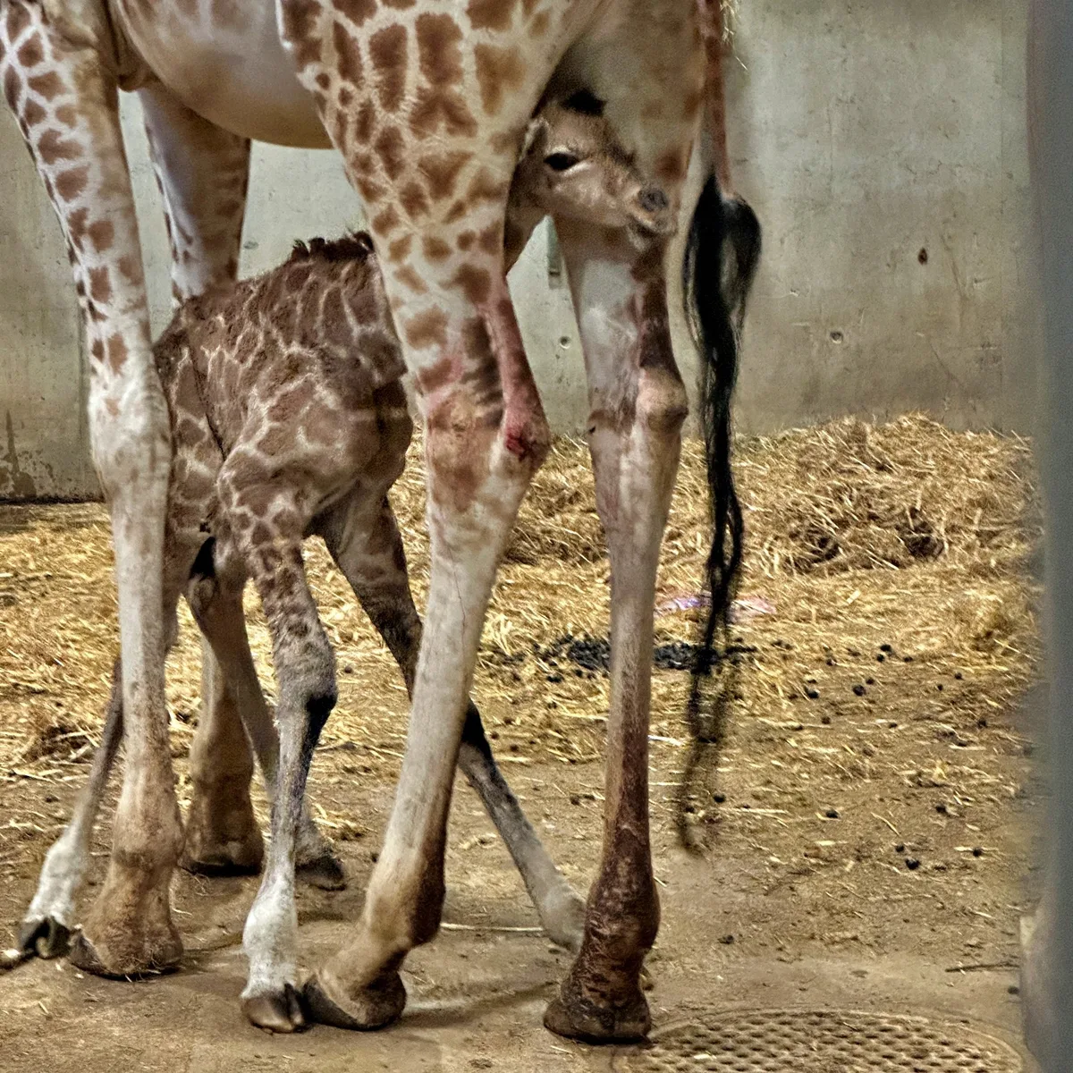 Der neue Giraffenbub, hier zusammen mit seiner Mutter Ella, kam letzte Woche im Kinderzoo Rapperwil zur Welt.
