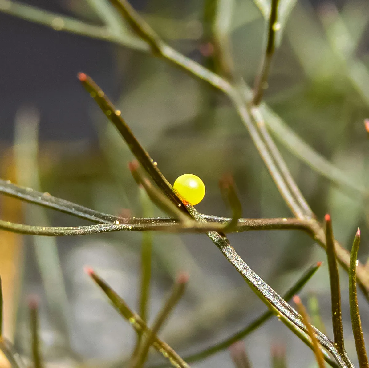 Ein Schwalbenschwanz-Ei auf einem Fenchelzweig. Schwalbenschwänze legen ihre leuchtend gelben Eier oft einzeln auf Futterpflanzen ab. Ein Schwalbenschwanz-Ei auf einem Fenchelzweig.