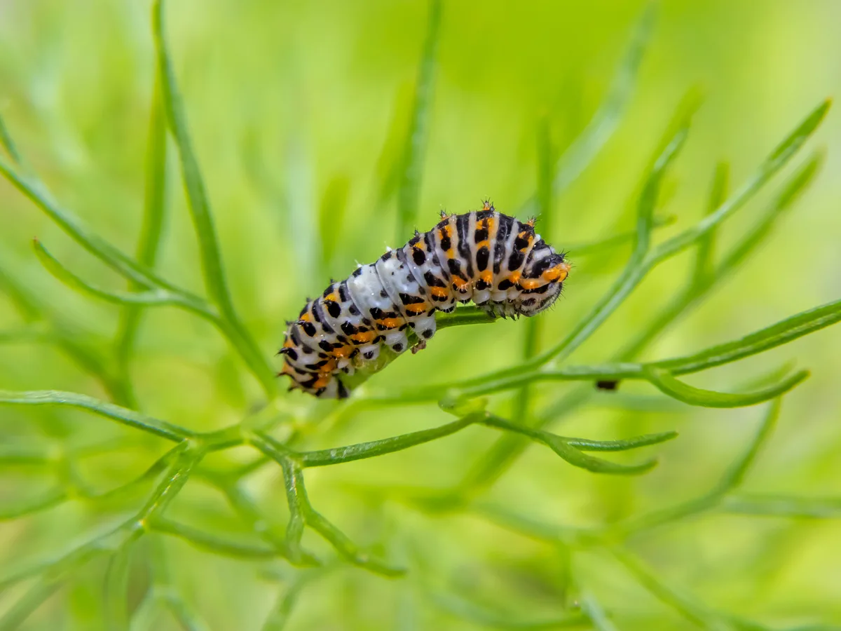 Eine junge Schwalbenschwanz-Raupe auf Fenchel. Die Raupen des Schwalbenschwanzes sind zunächst schwarz-weiss gemustert, bevor sie ihre charakteristische grün-schwarz-rote Färbung annehmen. Eine junge Schwalbenschwanz-Raupe auf Fenchel.