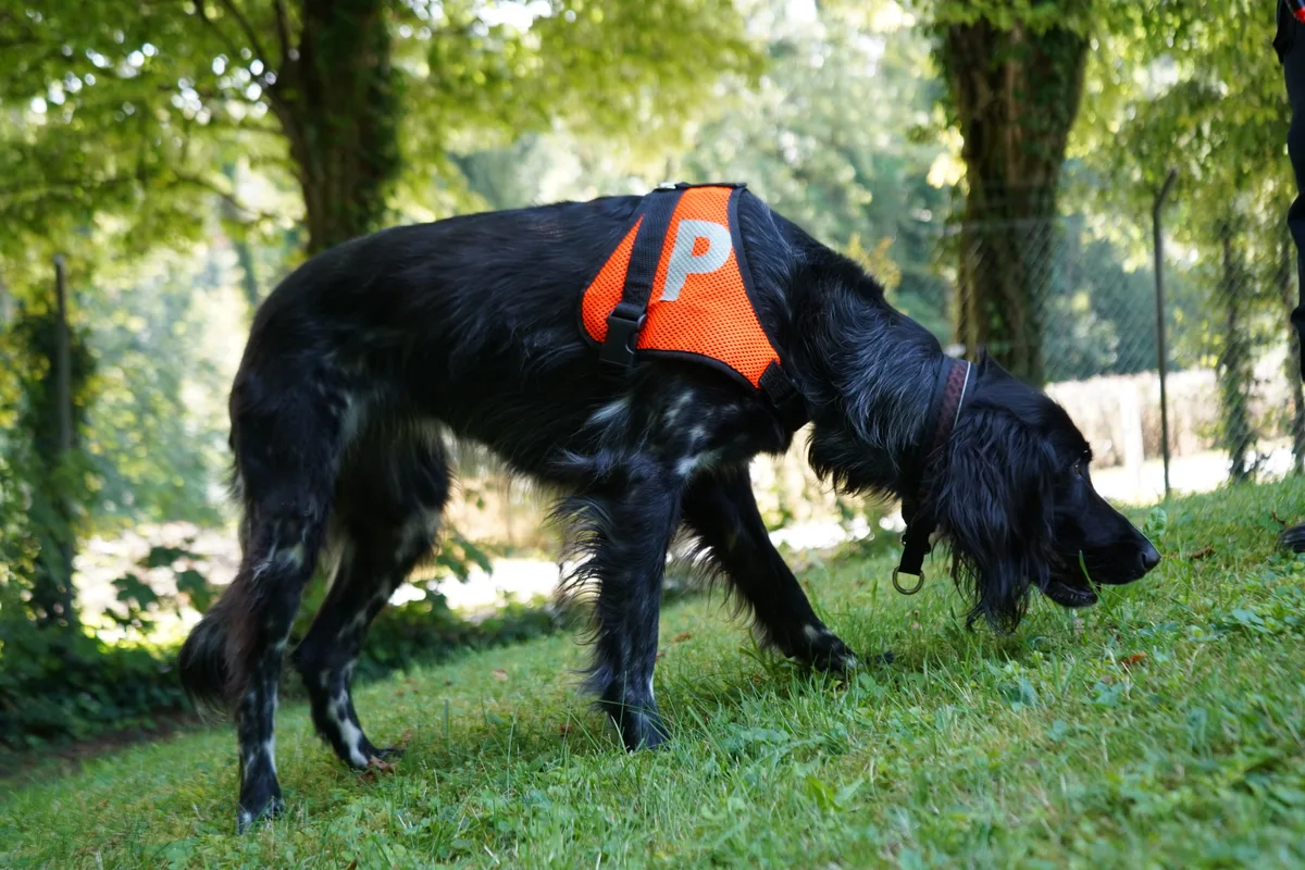 Jörg Guggisberg ist der Leiter des Diensthundezentrums in Dübendorf. Er trainiert Polizeihunde.