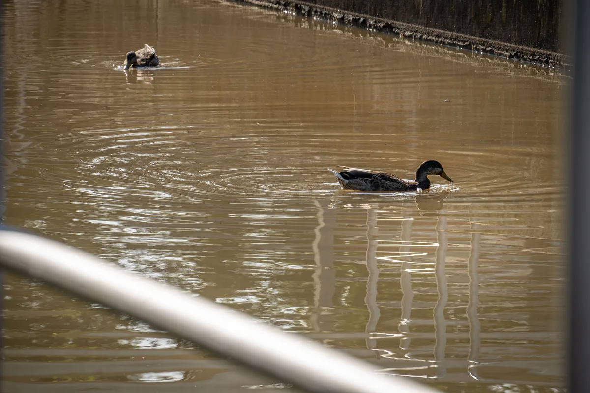 Die Becken locken auch Enten und andere Wasservögel an. Die Kläranlage Ara Bachwis in Fällanden vor der Abstimmung.