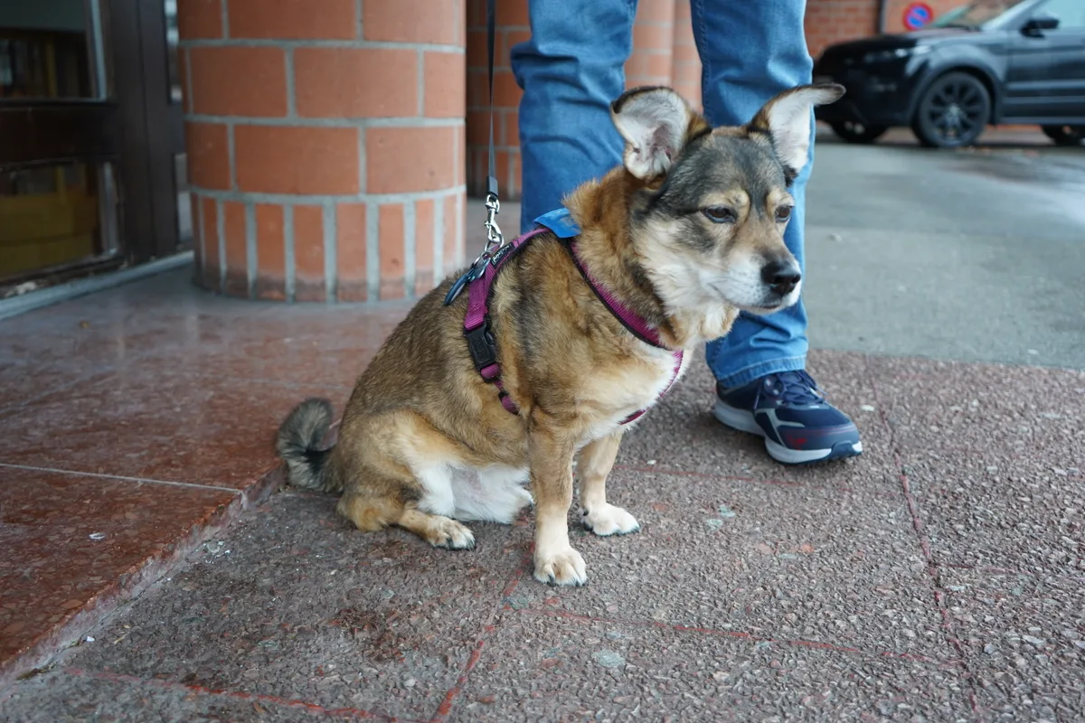 Ein kleiner Hund sitzt mit traurigem Blick auf dem Boden.