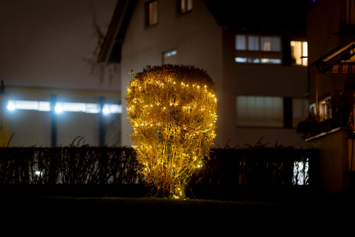 Es muss ja nicht immer eine Tanne sein: «brennender» Busch in Schwerzenbach. Nächtliche Weihnachtsbeleuchtung.