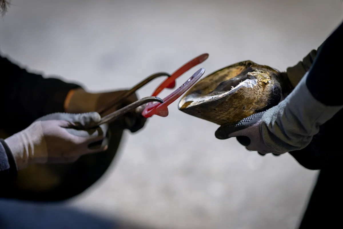 Juraj Hodas hält das heisse Eisen an den Huf.