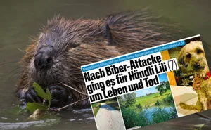 Biber sind strikte Vegetarier, auch wenn die «Blick»-Schlagzeile etwas anderes vermuten lässt. Biber sind strikte Vegetarier, auch wenn die «Blick»-Schlagzeile etwas anderes vermuten lässt.