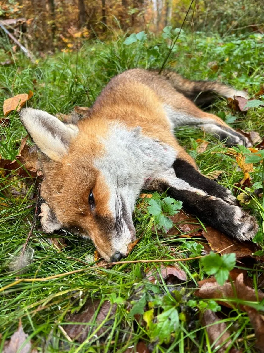 Ein toter Fuchs liegt im Gras.