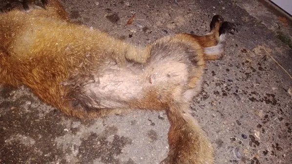 Ein toter Fuchs liegt auf der Strasse. Einen grossen Teil seines Rückenfells hat er sich abgekratzt.