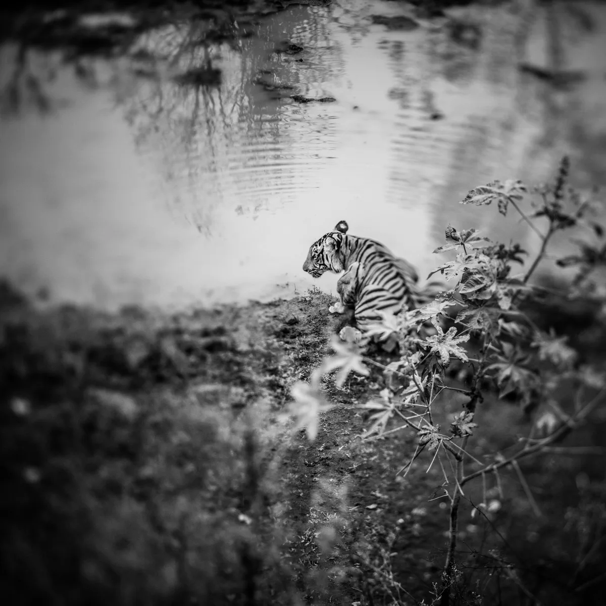 Die Aufnahme hat Khakshouri in Schwarz-Weiss gewählt, auch um sich von anderen Natur- und Wildnisbildern abzuheben. Ein Tiger im Dschungel.