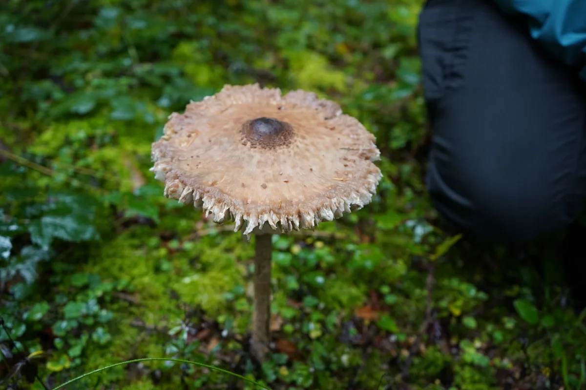 Ein riesiger Pilz am Waldboden.