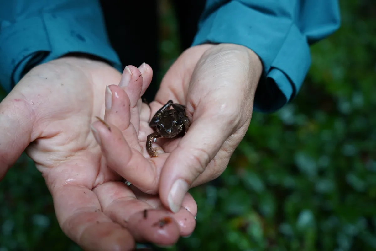 Andrea Brühlmann hält einen Frosch in den Händen.