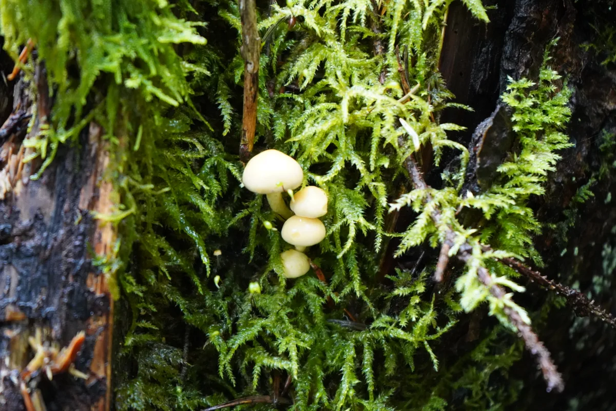 Pilze an einem Baumstamm.