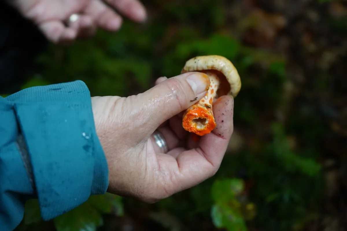 Andrea Brühlmann hält einen orangen Pilz in der Hand.