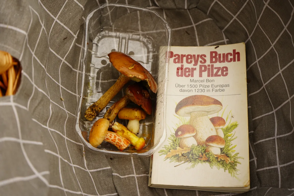 Blick in den Korb mit Pilzen.