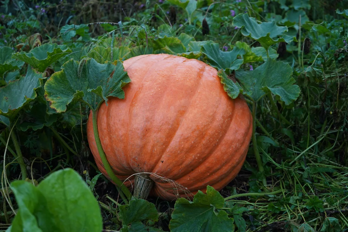 Ein grosser Kürbis im Garten.