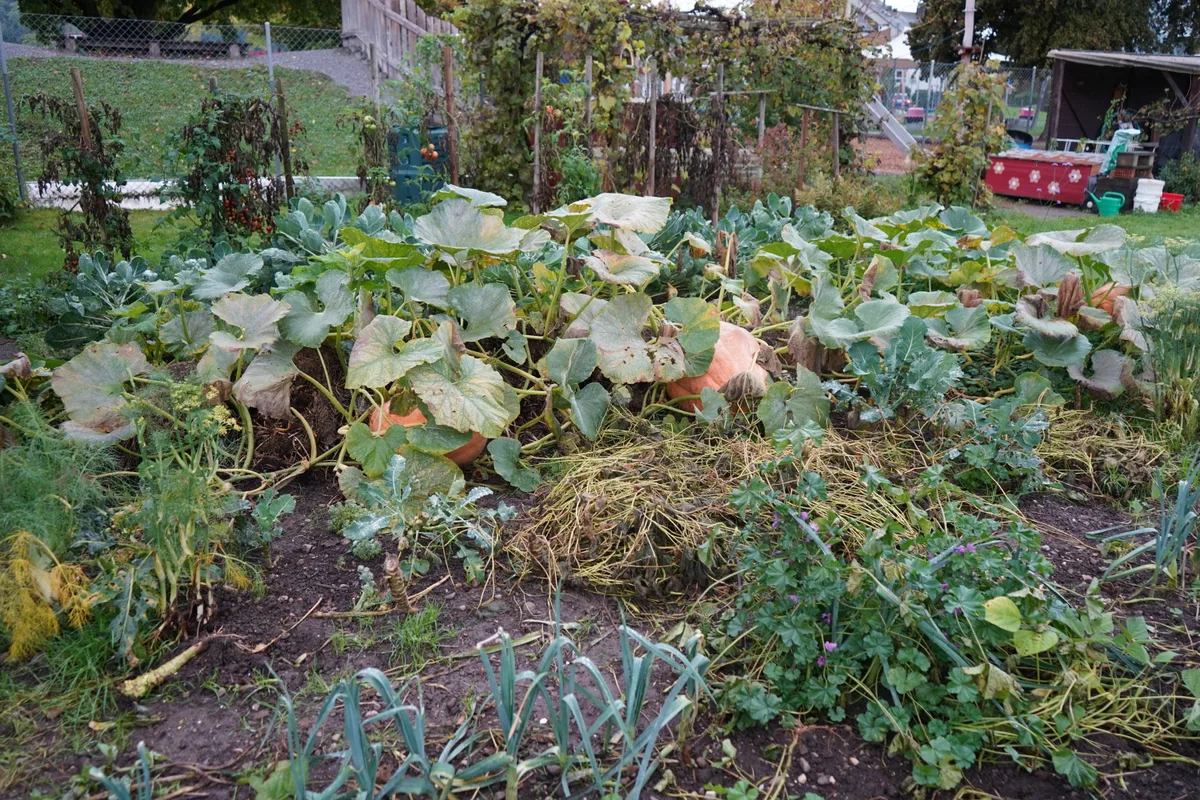 Kürbisse liegen im Garten. 