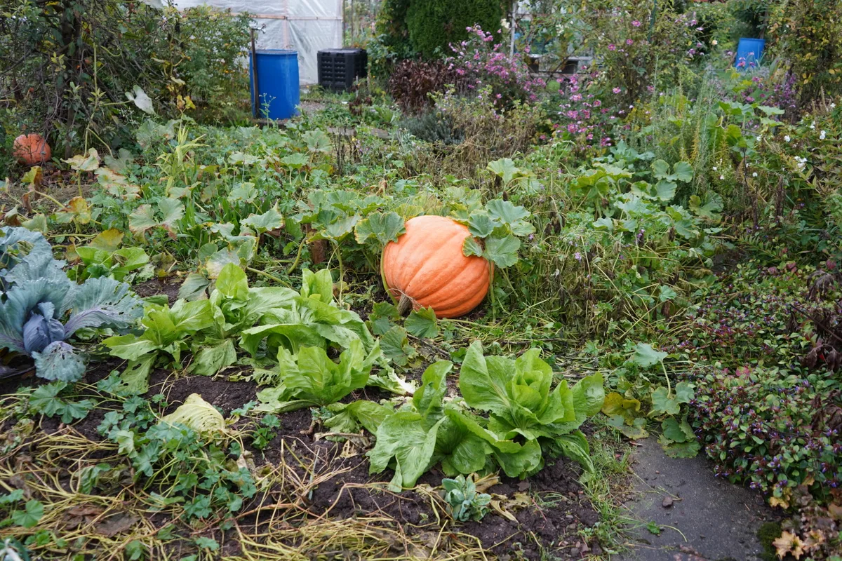 Kürbisse liegen im Garten. 