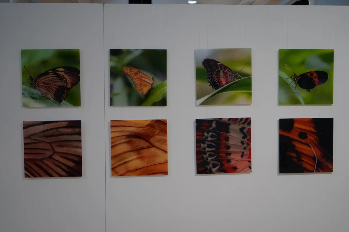 Saskia Sifferts Bilder.