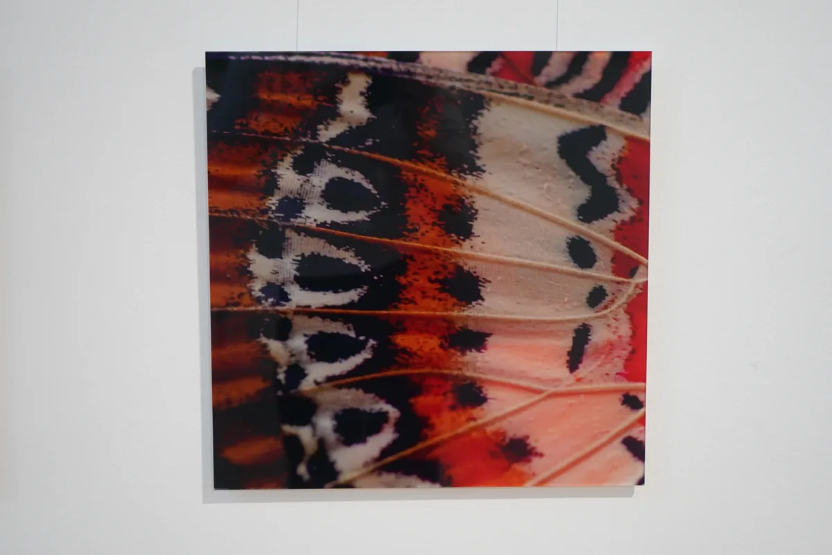 Saskia Sifferts Bilder.