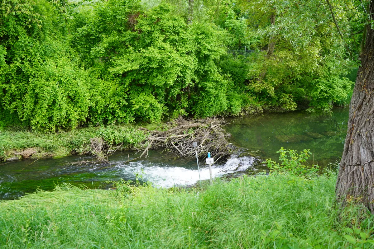 Ein Biberdamm in einem Bach.