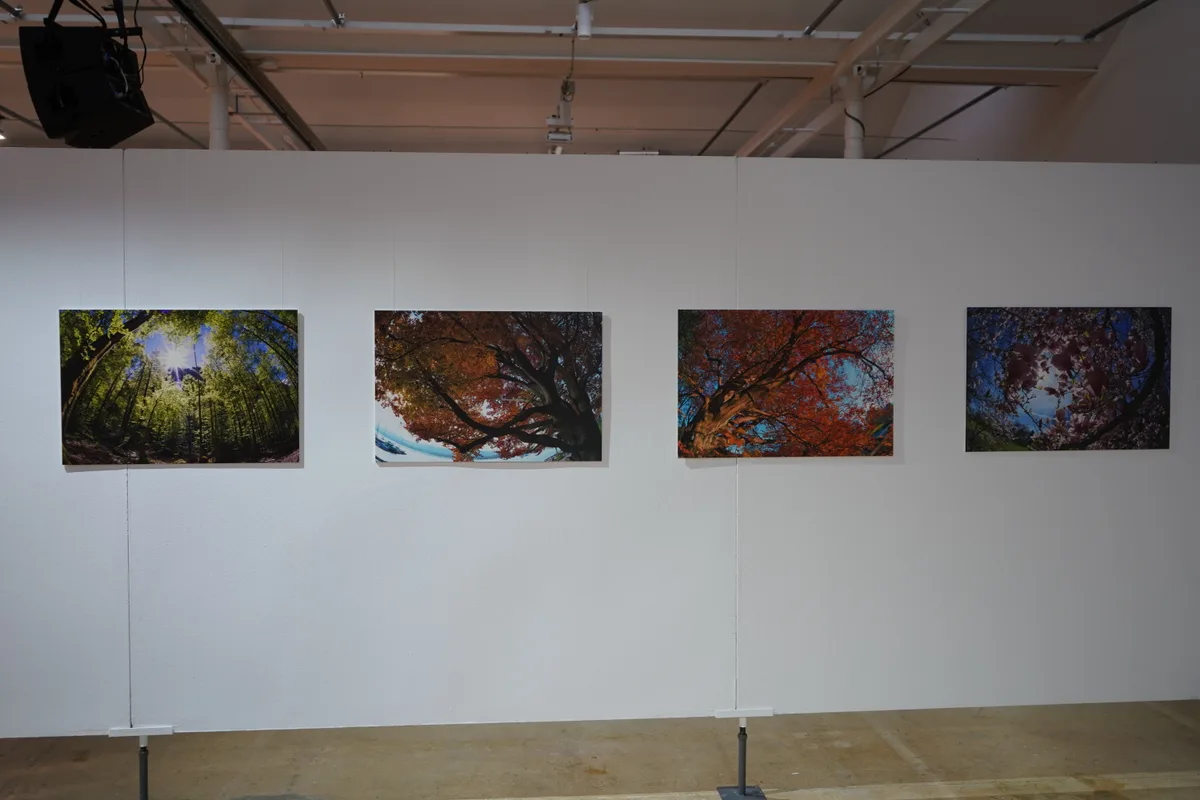 Gisela Niederwiesers Bilder. 