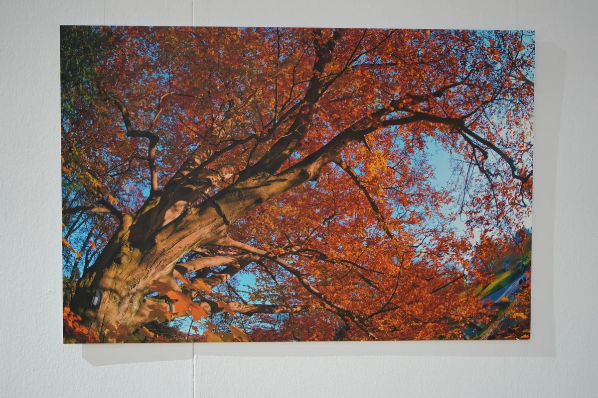 Gisela Niederwiesers Bilder. 