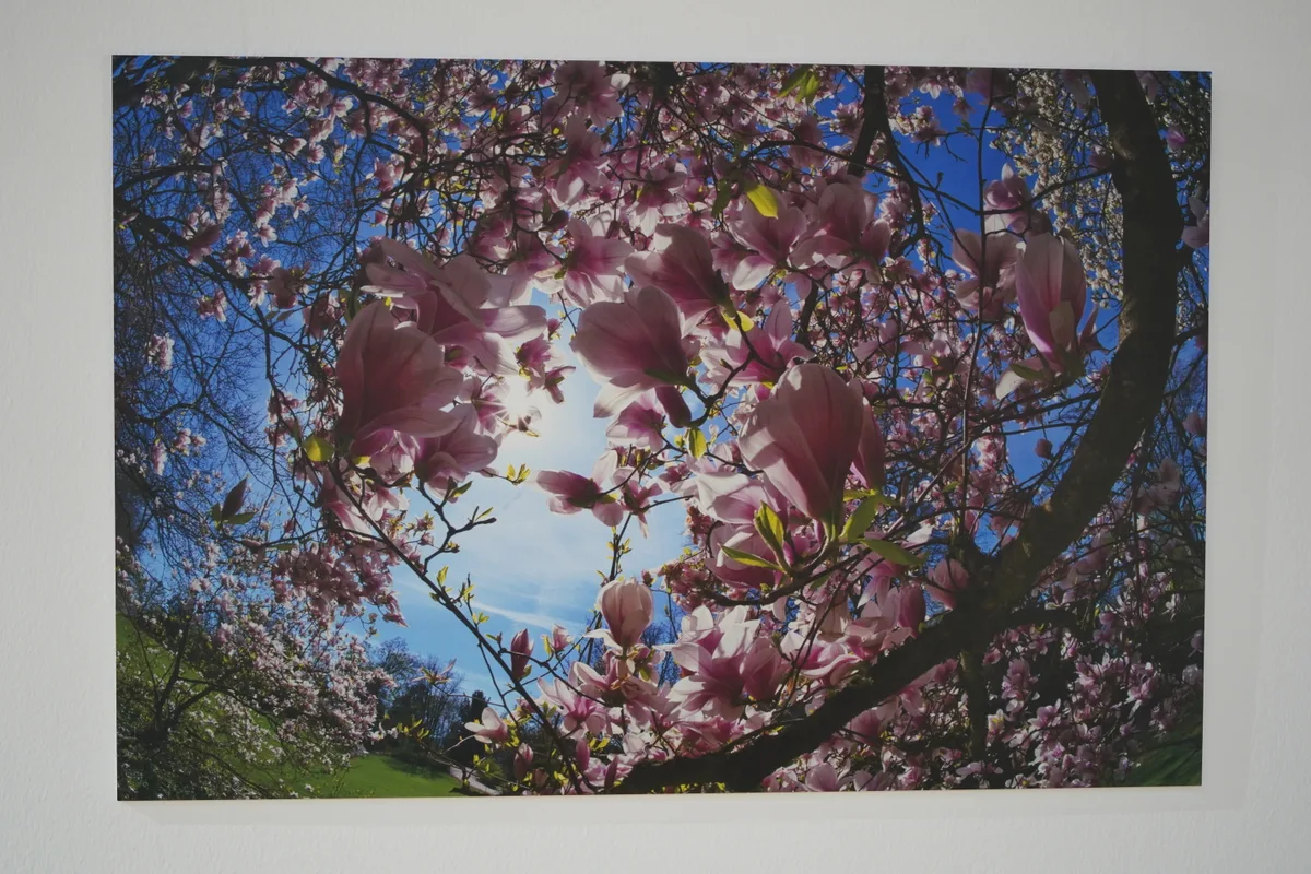 Gisela Niederwiesers Bilder. 