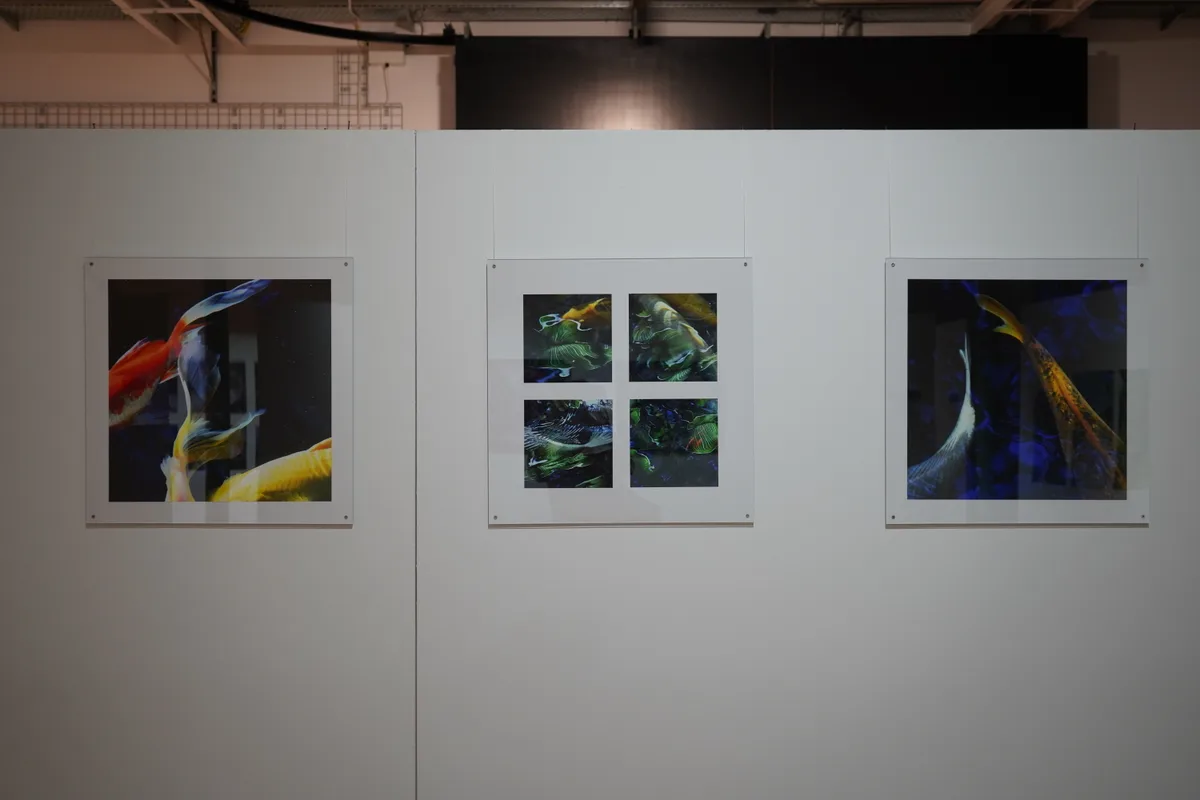 Thomas Jennys Bilder. 