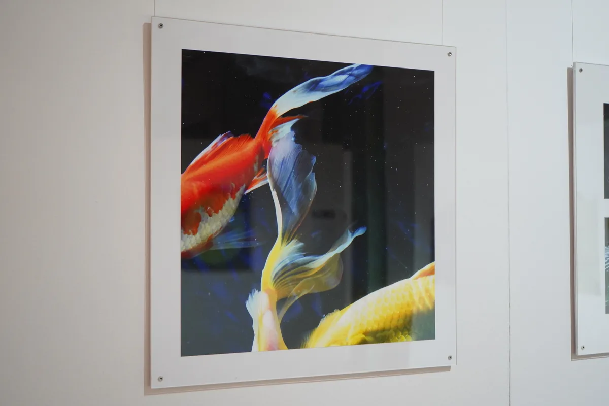 Thomas Jennys Bilder. 