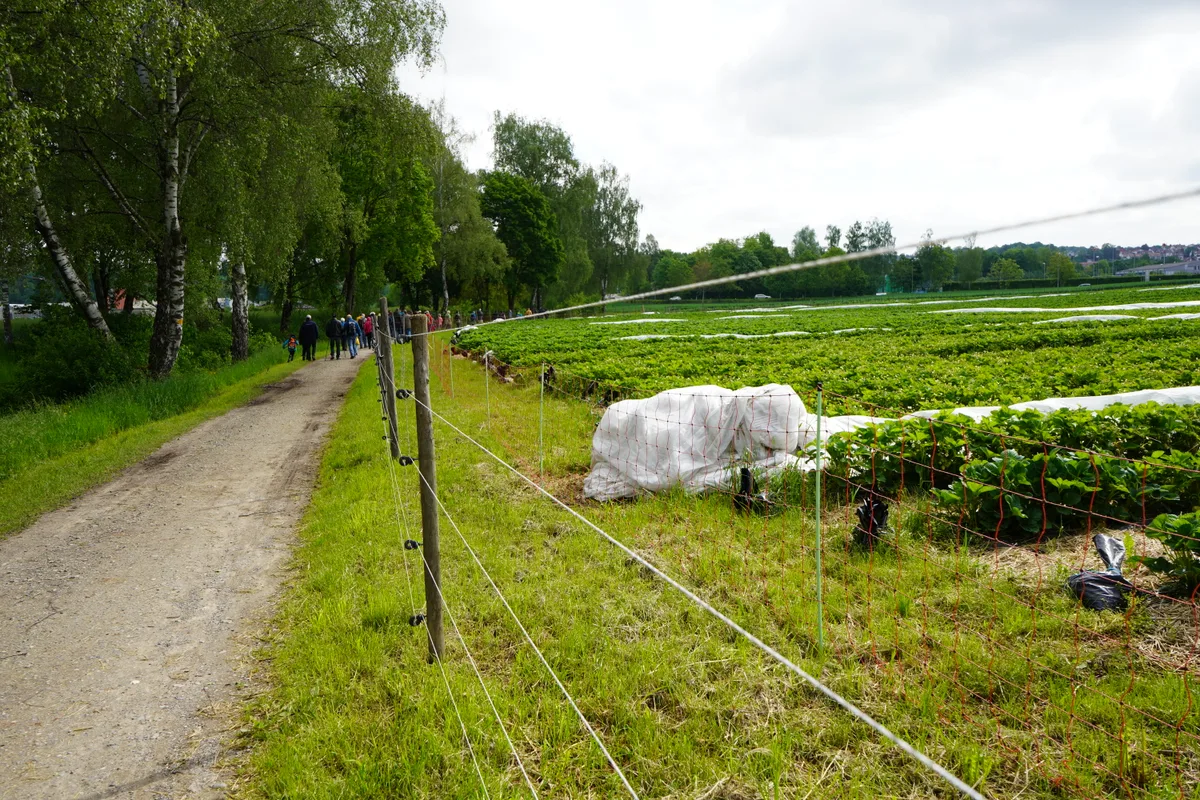 Ein Feld mit einem Zaun.